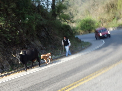 Man driving cow and calf to pasture.